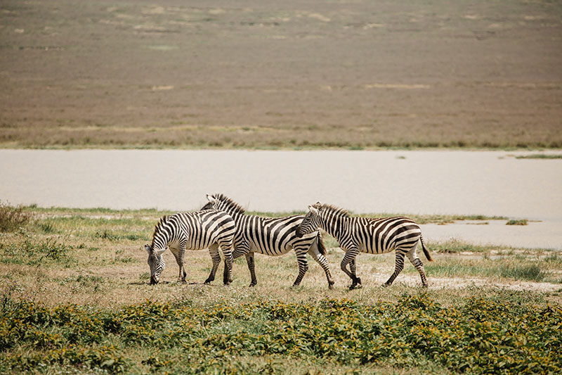 International Tourism Summit Africa 2024 - Safari Fam Trip